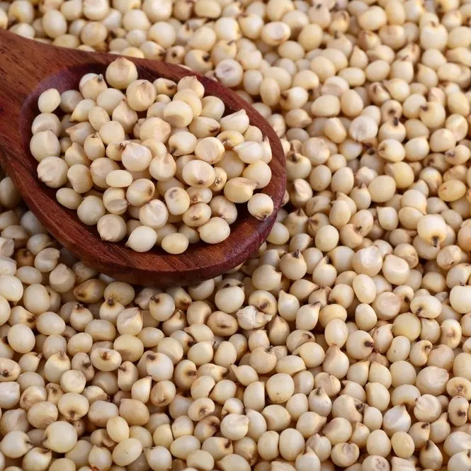 Jowar sorghum grain in sacks