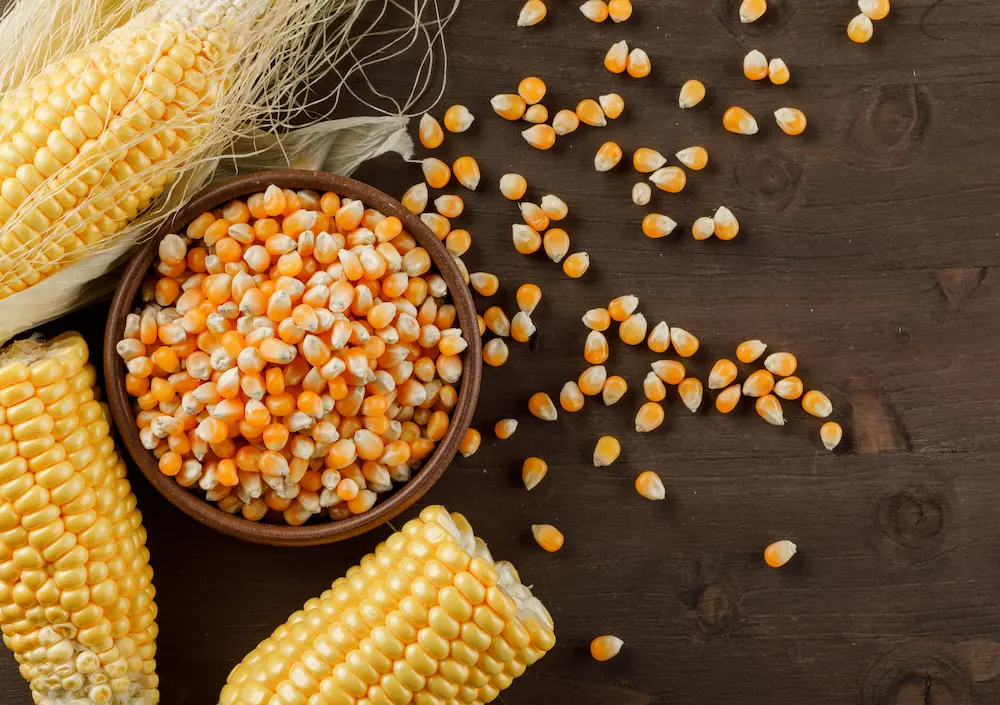 Yellow maize grain