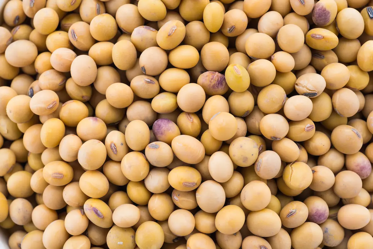 Soybean grain in sacks